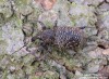 klikoroh modřínový (Brouci), Hylobius excavatus (Laicharting, 1781) (Coleoptera)